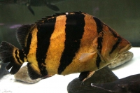 クリックで拡大画像表示