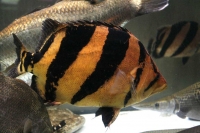 クリックで拡大画像表示