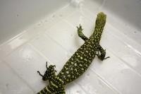 クリックで拡大画像表示