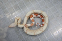 クリックで拡大画像表示