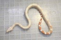 クリックで拡大画像表示