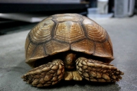 クリックで拡大画像表示