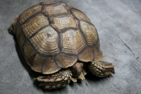 クリックで拡大画像表示