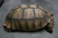 クリックで拡大画像表示