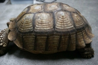 クリックで拡大画像表示