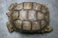 クリックで拡大画像表示