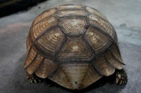 クリックで拡大画像表示