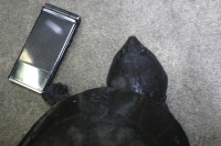 クリックで拡大画像表示