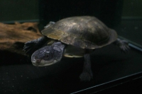 クリックで拡大画像表示