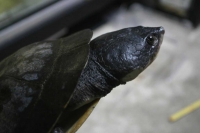 クリックで拡大画像表示