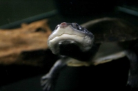 クリックで拡大画像表示