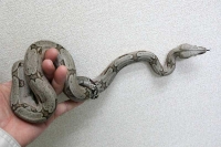 クリックで拡大画像表示