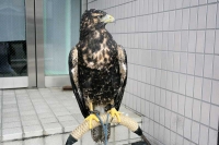 クリックで拡大画像表示