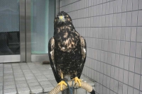 クリックで拡大画像表示