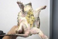 クリックで拡大画像表示