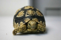 クリックで拡大画像表示