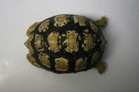 クリックで拡大画像表示