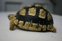 クリックで拡大画像表示