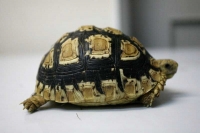 クリックで拡大画像表示