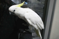 クリックで拡大画像表示
