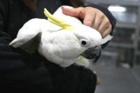 クリックで拡大画像表示