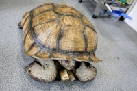 クリックで拡大画像表示