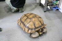 クリックで拡大画像表示