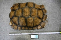 クリックで拡大画像表示