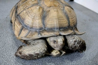 クリックで拡大画像表示