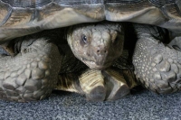 クリックで拡大画像表示