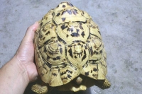 クリックで拡大画像表示