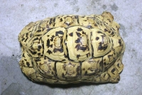 クリックで拡大画像表示