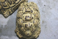 クリックで拡大画像表示