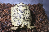 クリックで拡大画像表示