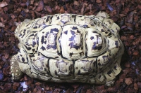 クリックで拡大画像表示