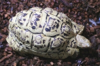 クリックで拡大画像表示