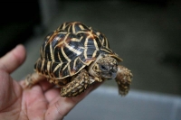 クリックで拡大画像表示