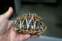 クリックで拡大画像表示