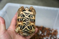 クリックで拡大画像表示