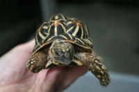 クリックで拡大画像表示