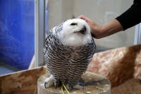 クリックで拡大画像表示