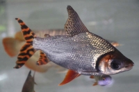 クリックで拡大画像表示