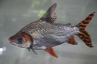 クリックで拡大画像表示