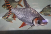 クリックで拡大画像表示