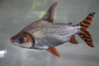 クリックで拡大画像表示