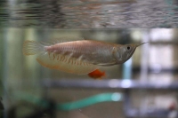 クリックで拡大画像表示