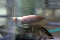 クリックで拡大画像表示