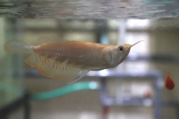 クリックで拡大画像表示