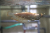 クリックで拡大画像表示