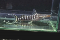 クリックで拡大画像表示